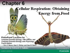 Chapter 6 Cellular Respiration Obtaining Energy from Food