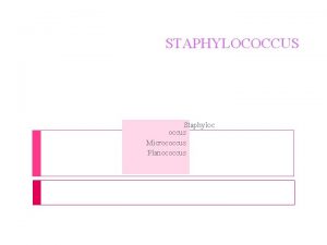 STAPHYLOCOCCUS Staphyloc occus Micrococcus Planococcus Aerop fakltatif anaerop