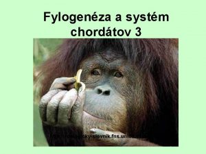 Fylogenza a systm chordtov 3 http zoologickyslovnik fns