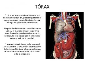 TRAX El trax es una estructura formada por