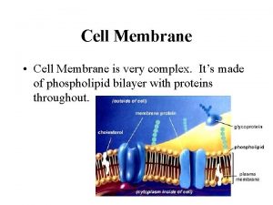 Cell Membrane Cell Membrane is very complex Its