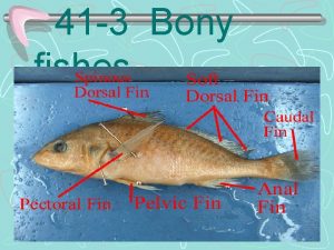 41 3 Bony fishes I Circulatory system Delivers