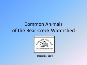 Common Animals of the Bear Creek Watershed December