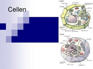 Cellen Celler Allt levande r uppbyggt av celler