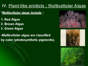 IV Plantlike protists Multicellular Algae Multicellular algae include