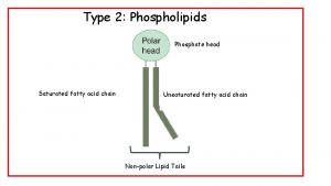 Type 2 Phospholipids Phosphate head Saturated fatty acid