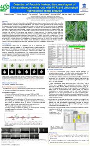 Detection of Puccinia horiana the causal agent of