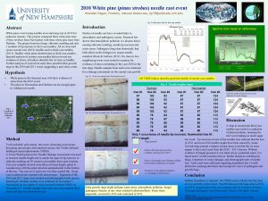 2010 White pine pinus strobus needle cast event