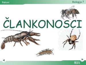 Rakovi Biologija 7 LANKONOCI Biologija 7 Rakovi najrasprostranjenija