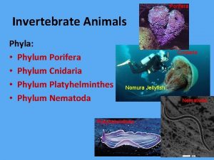 Porifera Invertebrate Animals Phyla Phylum Porifera Phylum Cnidaria