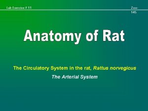 Lab Exercise 11 Zoo 145 The Circulatory System