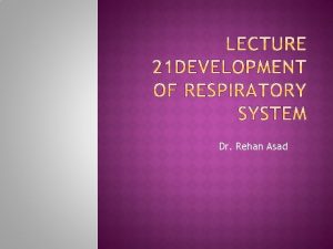 Dr Rehan Asad Describe formation of lung buds