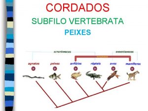 CORDADOS SUBFILO VERTEBRATA PEIXES n n n HABITAT