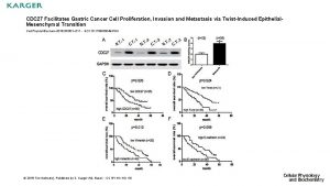 CDC 27 Facilitates Gastric Cancer Cell Proliferation Invasion