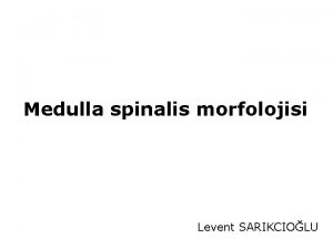 Medulla spinalis morfolojisi Levent SARIKCIOLU medulla spinalis Merkezi