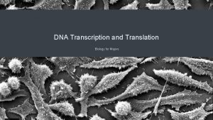 DNA Transcription and Translation Biology for Majors Transcription