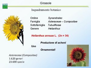 Girasole Inquadramento botanico Ordine Famiglia Sottofamiglia Genere Synandrales