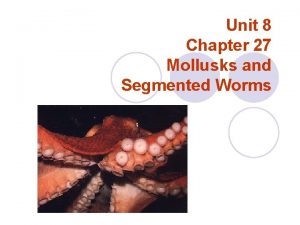 Unit 8 Chapter 27 Mollusks and Segmented Worms
