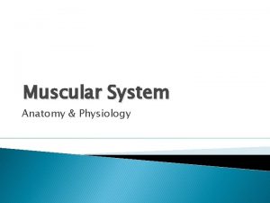 Muscular System Anatomy Physiology Introduction 600 muscles that