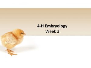 4 H Embryology Week 3 4 H Pledge
