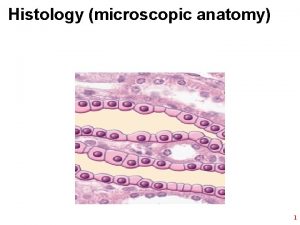 Histology microscopic anatomy 1 The Study of Tissues