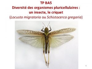 TP BA 5 Diversit des organismes pluricellulaires un