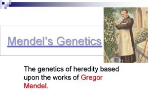Mendels Genetics The genetics of heredity based upon