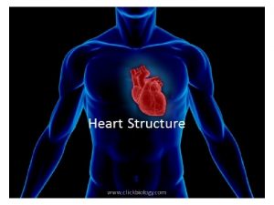 Heart Structure Heart located in mediastinum within the