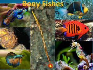 Bony Fishes I Characteristics of Bony Fishes formerly