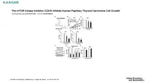 The m TOR Kinase Inhibitor CZ 415 Inhibits