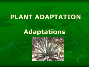 PLANT ADAPTATION Adaptations Adaptations of HyprophytesAquatic Plants Challenges