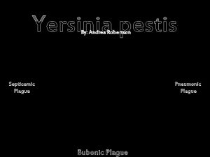 Yersinia pestis By Andrea Robertson Septicemic Plague Pneumonic
