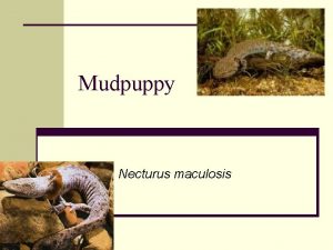 Mudpuppy Necturus maculosis Evolution of amphibians n Evolved