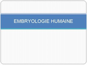 EMBRYOLOGIE HUMAINE Rappel Avant lovulation sous linfluence des