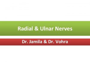 Radial Ulnar Nerves Dr Jamila Dr Vohra Objectives