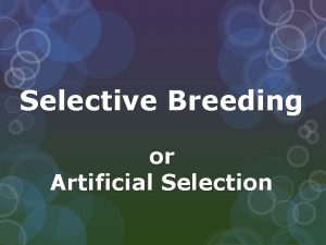 Selective Breeding or Artificial Selection What is Selective
