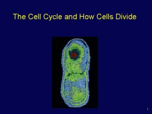 The Cell Cycle and How Cells Divide 1