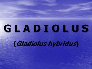 GLADIOLUS Gladiolus hybridus GLADIOLUS Gladiolus hybridus Terdapat 800