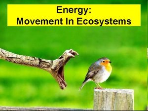 Energy Movement In Ecosystems Yellowstone Wolves Case Study