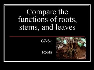 Compare the functions of roots stems and leaves