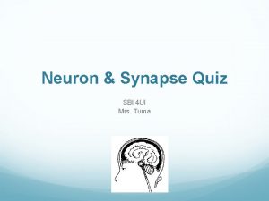 Neuron Synapse Quiz SBI 4 UI Mrs Tuma