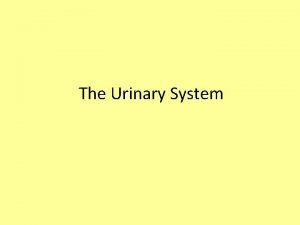The Urinary System Figure 26 1 An Introduction