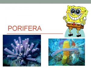 PORIFERA Phylum Porifera Porifera Porus means holes ferre