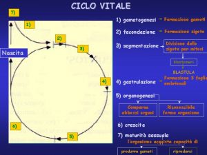 CICLO VITALE 7 1 2 Formazione gameti 2