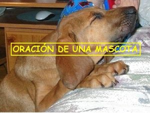 ORACIN DE UNA MASCOTA ORACIN DE UNA MASCOTA