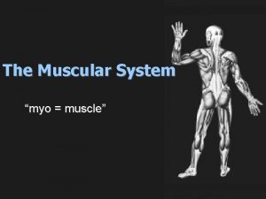 The Muscular System myo muscle Muscular System There