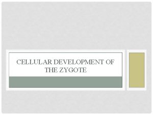 CELLULAR DEVELOPMENT OF THE ZYGOTE PATTERN FORMATION When