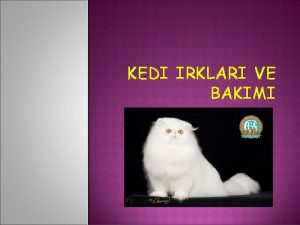 KEDI IRKLARI VE BAKIMI GR Kedigiller dzgn ve