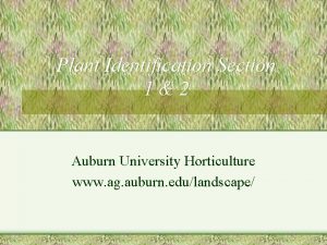 Plant Identification Section 12 Auburn University Horticulture www