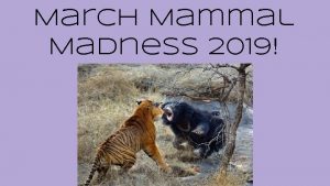 March Mammal Madness 2019 Twitter 2019 MMM 2019